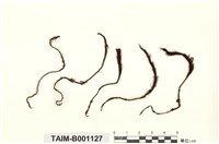 藏品(擬大金髮苔)的圖片